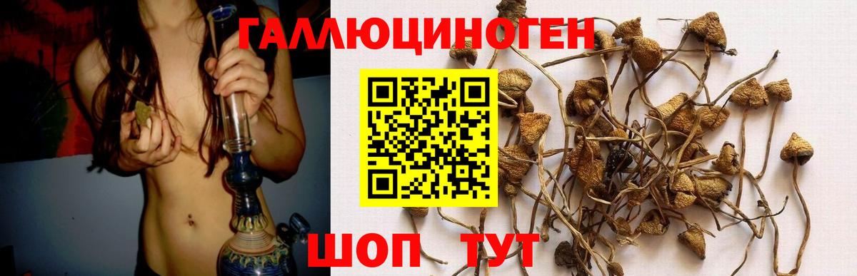 Галлюциногенные грибы Psilocybe Красный Сулин